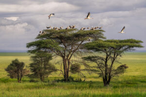 Black Storks