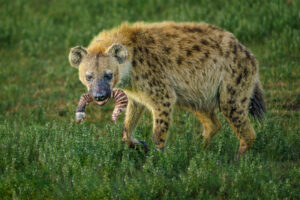 Hyena Savenging