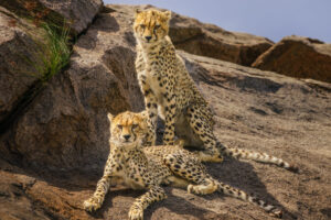 Cheetah Siblings