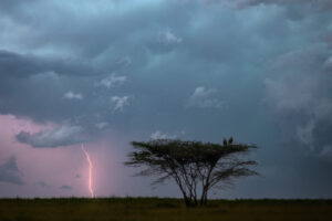 Vultures Watching Lightning