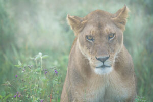 Unheppy Lion in Fog