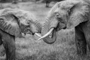 Elephant "Handshake"