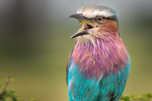 Lilac Breasted Roller