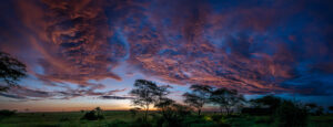Serengeti, Tanzania | Mar 2020