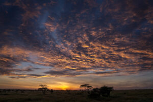 Serengeti Sunset II