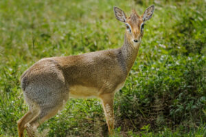 A Shy Dik Dik