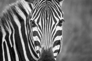 Zebra Portrait