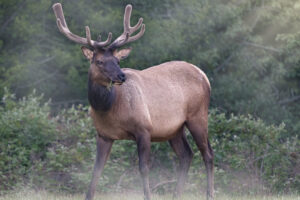 Elk in the Mist