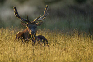 Golden Elk