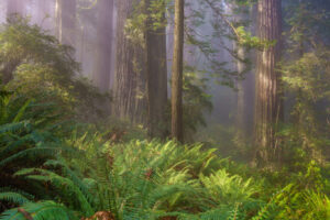 Ferns in Fog