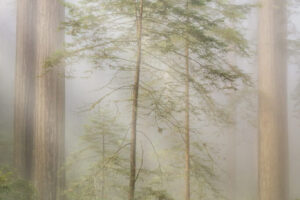 Redwoods in Fog I