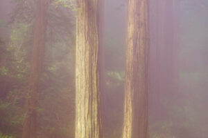 Redwoods in Fog II