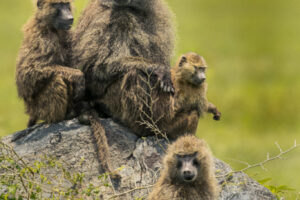 Baboon Family