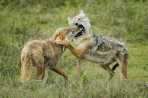 Golden Jackals Fighting