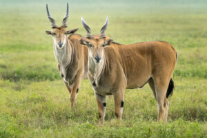 Elands in the Rain