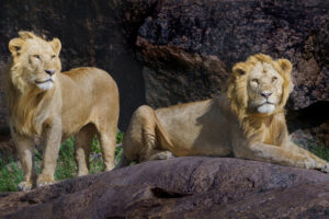 Kings of the Serengeti Kings of the Serengeti