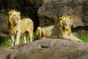 Kings of the Serengeti