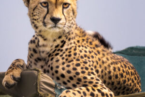 Resting Cheetah