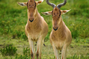 Hartebeest