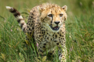 Cheetah Cub