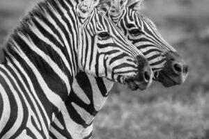 Zebra Pair |