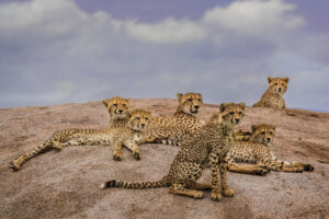 Cheetah Family