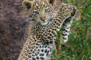 Leopard Cub