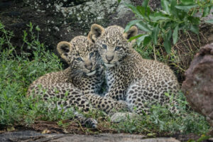 Leopard Siblings