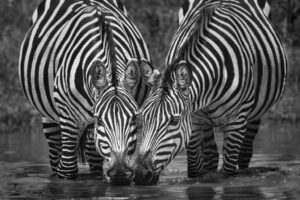 Stopping for a Drink Stopping for a Drink