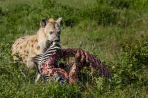 Hyena's Dinner