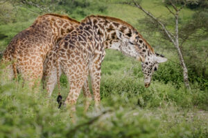 Giraffe Fighting