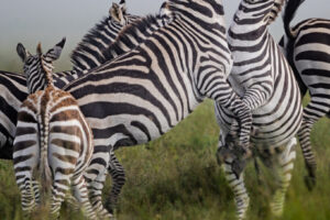 Zebra Fight I