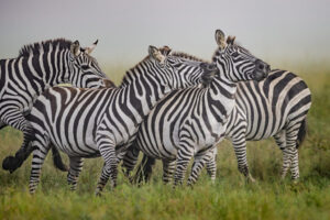 Zebra Fight II