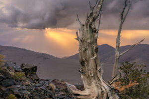 Bristlecone Rays