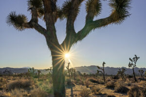 Joshua Tree Sun Star