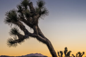 Joshua Tree Sunset