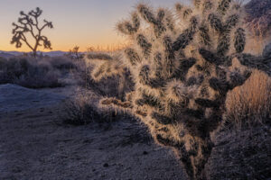 Chollo and Joshua Tree