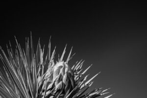 Joshua Tree Against Sky