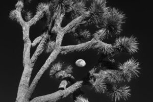 Moon Over Joshua Tree