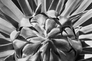 Joshua Tree Blossom