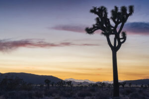 Joshua Tree Silhouette