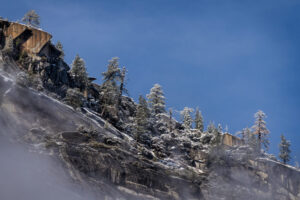 Frozen Trees