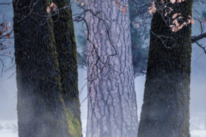 El Capitan Meadow Mist I