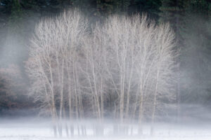 Cottonwoods in the Mist