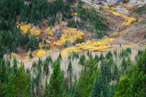 Colorful Cottonwoods