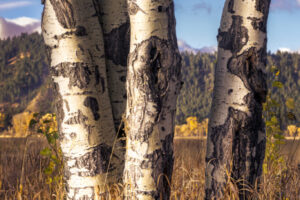 Cottonwoods I