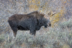 Moose in Snow