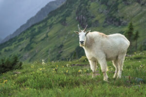 Glacier National Park August 2024