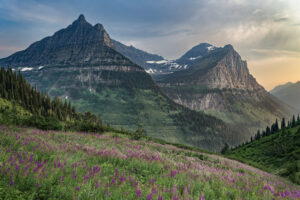 Field of Flowers