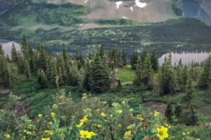 Lake Flowers